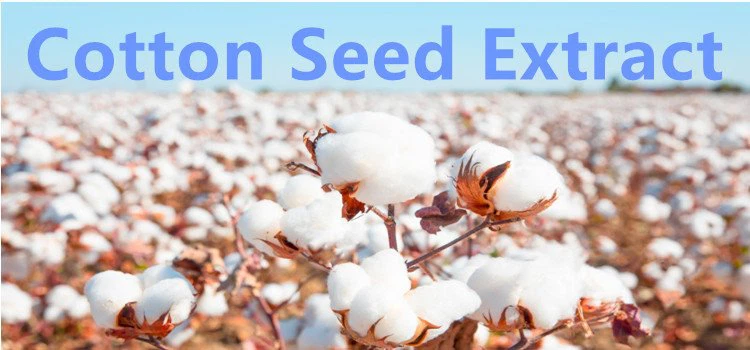 Cotton Seed Extract.png